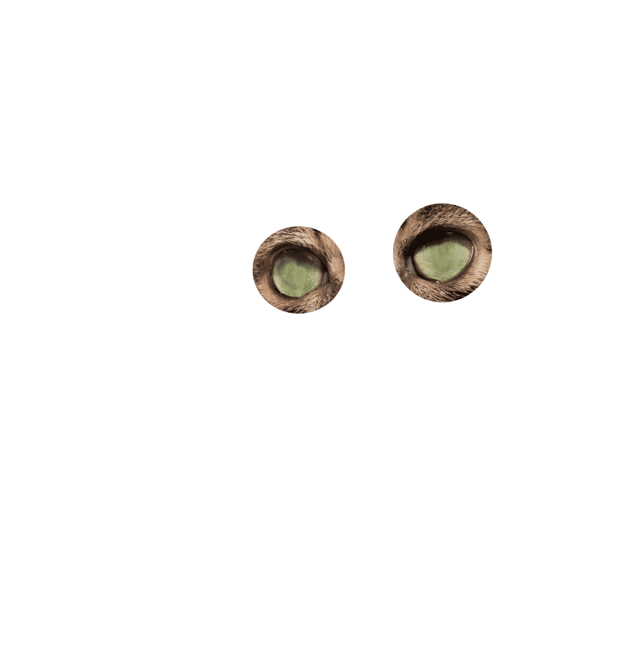 Cat eyes