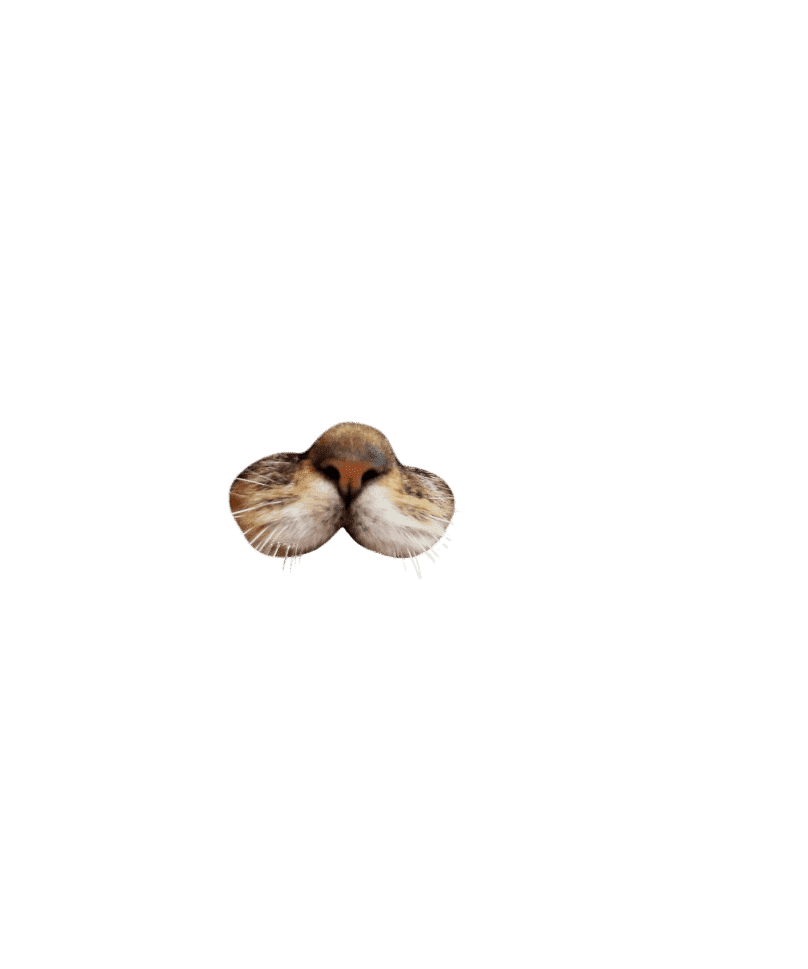 Cat nose