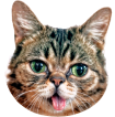 Lil BUB